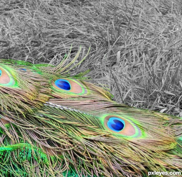Peacock Tail in the Grass